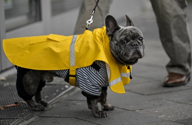 Almanya'daki festival kortejinde dünya siyaseti hicvedildi